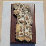 Large Multi-Trilobite Fossil Cluster in Natural Matrix – Devonian Morocco - Image 3