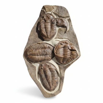 Moroccan Devonian trilobite fossil cluster preserved in natural limestone
