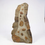 Multiple Devonian-era trilobites in natural stone matrix from Morocco