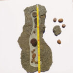 Close-up of well-preserved Phacopid trilobites showing segmentation and exoskeleton