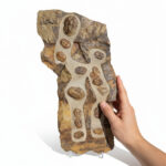 Large Multi-Trilobite Fossil Cluster in Natural Matrix – Devonian Morocco - Image 4