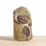 Double Trilobite Fossil Pair in Natural Stone Matrix – Devonian Morocco - Image 5