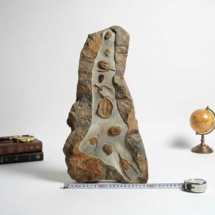 Multiple Devonian-era trilobites in natural stone matrix from Morocco