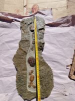 Close-up of well-preserved Phacopid trilobites showing segmentation and exoskeleton