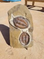 Double Trilobite Fossil Pair in Natural Stone Matrix – Devonian Morocco - Image 6