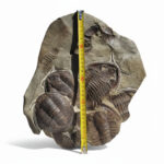 Large Multi-Trilobite Fossil Cluster in Natural Matrix – Devonian Morocco - Image 6