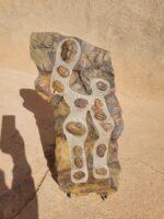 Large Multi-Trilobite Fossil Cluster in Natural Matrix – Devonian Morocco - Image 6