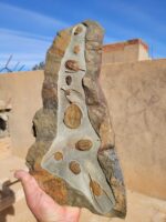 Multiple Devonian-era trilobites in natural stone matrix from Morocco