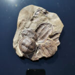 Large Multi-Trilobite Fossil Cluster in Natural Matrix – Devonian Morocco - Image 7