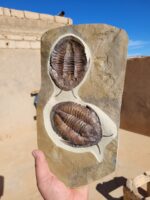 Double Trilobite Fossil Pair in Natural Stone Matrix – Devonian Morocco - Image 7