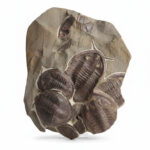 Large Multi-Trilobite Fossil Cluster in Natural Matrix – Devonian Morocco - Image 8