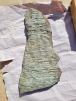 Multiple Devonian-era trilobites in natural stone matrix from Morocco