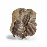 Large Multi-Trilobite Fossil Cluster in Natural Matrix – Devonian Morocco