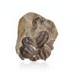 Large Multi-Trilobite Fossil Cluster in Natural Matrix – Devonian Morocco - Image 10