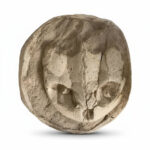 Fossil Turtle Skull – Rare Late Cretaceous North African Specimen - Image 5