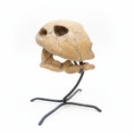 Complete turtle skull fossil for natural history display