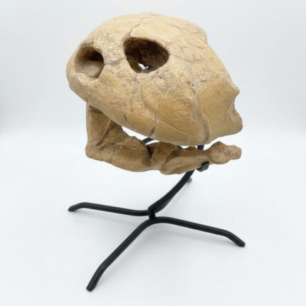 Complete turtle skull fossil for natural history display