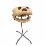 Complete turtle skull fossil for natural history display