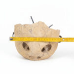 Complete turtle skull fossil for natural history display