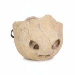 Complete turtle skull fossil for natural history display