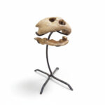 Complete turtle skull fossil for natural history display