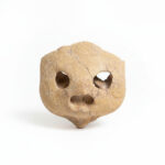 Complete turtle skull fossil 30 cm for natural history display