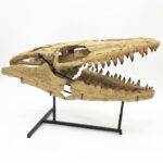 Authentic 100 cm Mosasaurus Skull Fossil – Museum-Grade with Certificate - Image 10