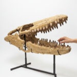 Authentic 100 cm Mosasaurus Skull Fossil – Museum-Grade with Certificate - Image 8