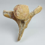 Authentic Plesiosaur Vertebra Fossil – Jurassic Marine Reptile Fossil | FossilPaleo