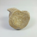 Zarafasaura Oceanis Plesiosaur Vertebra – Jurassic Marine Reptile Fossil | FossilPaleo - Image 2