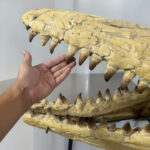 Authentic 100 cm Mosasaurus Skull Fossil – Museum-Grade with Certificate - Image 9