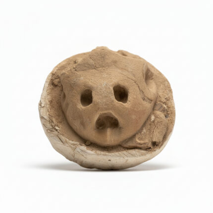 Fossil turtle skull preserved inside a split stone concretion, showing the eye sockets and nasal openings in natural rock matrix.
