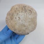 Zarafasaura Oceanis Plesiosaur Vertebra – Jurassic Marine Reptile Fossil | FossilPaleo - Image 2