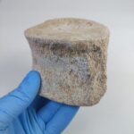 Zarafasaura Oceanis Plesiosaur Vertebra – Jurassic Marine Reptile Fossil | FossilPaleo - Image 3