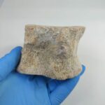 Zarafasaura Oceanis Plesiosaur Vertebra – Jurassic Marine Reptile Fossil | FossilPaleo - Image 4