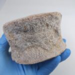 Zarafasaura Oceanis Plesiosaur Vertebra – Jurassic Marine Reptile Fossil | FossilPaleo - Image 5