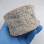 Zarafasaura Oceanis Plesiosaur Vertebra – Jurassic Marine Reptile Fossil | FossilPaleo - Image 6