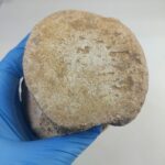 Zarafasaura Oceanis Plesiosaur Vertebra – Jurassic Marine Reptile Fossil | FossilPaleo - Image 7