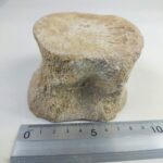 Zarafasaura Oceanis Plesiosaur Vertebra – Jurassic Marine Reptile Fossil | FossilPaleo