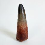 Authentic Spinosaurus Dinosaur Tooth Fossil from the Cretaceous Period | FossilPaleo