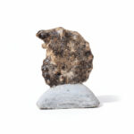 Authentic Perisphinctes Ammonite Fossil in Matrix from Morocco - Image 4