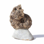 Authentic Perisphinctes Ammonite Fossil in Matrix from Morocco