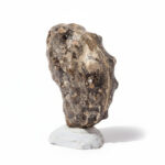 Authentic Perisphinctes Ammonite Fossil in Matrix from Morocco - Image 2