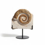 Authentic ammonite fossil preserved in natural limestone matrix, Jurassic marine fossil