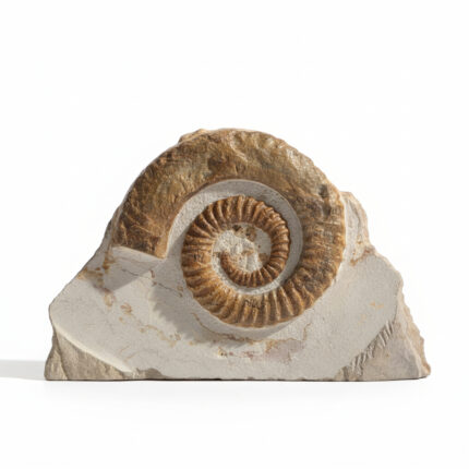 Authentic ammonite fossil preserved in natural limestone matrix, Jurassic marine fossil