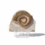 Authentic ammonite fossil preserved in natural limestone matrix, Jurassic marine fossil