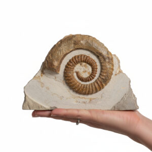 Authentic ammonite fossil preserved in natural limestone matrix, Jurassic marine fossil