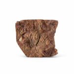 Authentic Moroccan Crinoid Fossil – Rare Prehistoric Sea Lily - Image 3