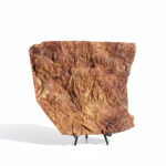 Authentic Moroccan Crinoid Fossil – Rare Prehistoric Sea Lily