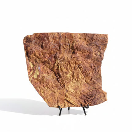 Authentic Moroccan Crinoid Fossil – Rare Prehistoric Sea Lily